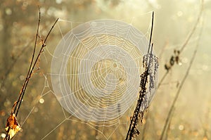 spider web on a meadow on a sunny autumn morning close up of cobweb on the meadow on a sunny autumn day spiderweb covered with
