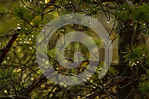 Spider web in the middle of the forest on a green meadow