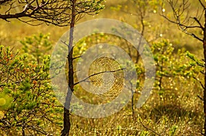 Spider web in the middle of the forest on a green meadow