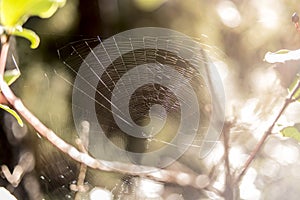 Spider web in the middle of the forest