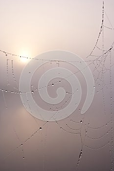 Spider web on a misty morning