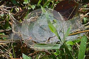 Spider web with morning dew