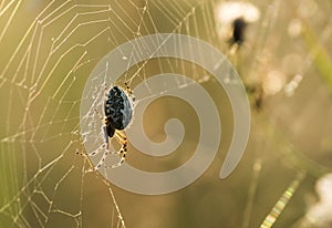 Spider on the web in the morning dew