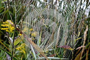 Spider Web With Morning Dew Drops