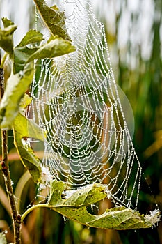 Spider Web With Morning Dew Drops