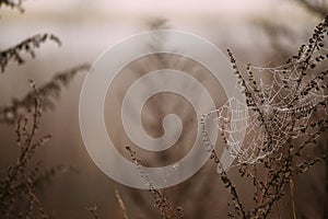 Spider web in the morning dew drops on the field. Autumn rainy day..