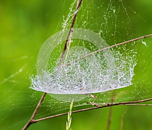 Spider Web Morning Dew Meal Hiding