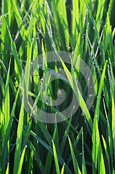 A spider web and morning dew on paddy leaves.