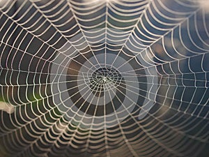 Spider web in morning light