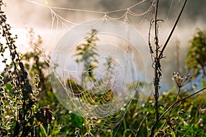 A spider web in the morning with the sun rays