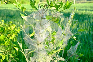 spider web moth on young plants, bushes trees, trunks continuous cobweb, parasites devour vegetative greenery, foliage,