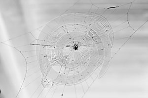 Spider web natural net photo