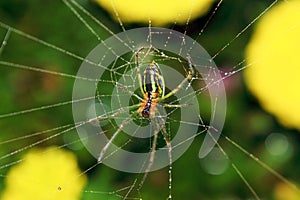 Spider And The Web In The Nature