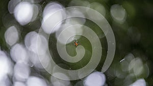 Spider with web nature background macro closeup bokeh background