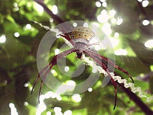 Spider web nature forest photo