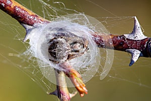 spider on a web in nature. macro.