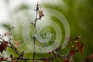 Spider web in the nature with morning fog mist on it close up view