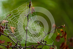 Spider web in the nature with morning fog mist on it close up view