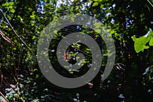Spider web nature natural spiderweb,  closeup