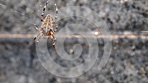 Spider in the Web: Natureâs Architect photo