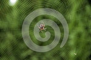 Spider web photo