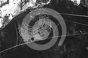 A spider web near a tree trunk. Soft focus, out of focus. Black and white image