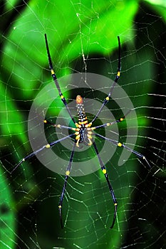 Spider on the web (Nephila maculata)