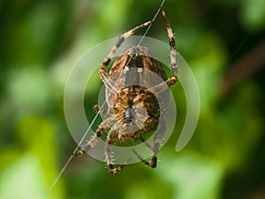 Spider on a web net