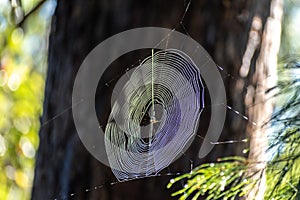 Spider web next to a hiking trail in Buderim, Queensland, Australia