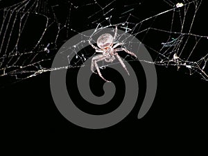 Spider web at night texture