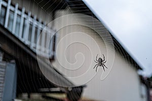 A spider in a web in Nikko