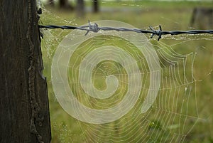 Spider Web on Old Fence