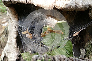 Spider web on an old stump