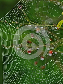 Spider web outlined in water drops after a rain