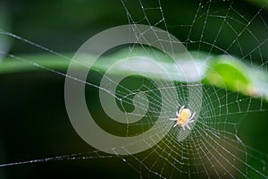 Spider on the web over green background waiting For Prey