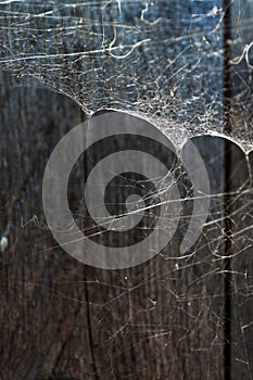 Spider web over some old fence wood