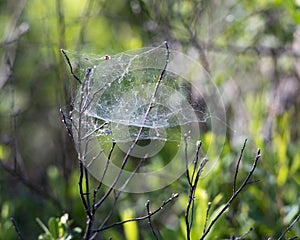 Spider Web Photo and Image. Web construction on branches with a blur forest background