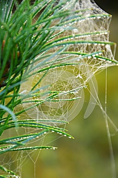 spider web on a pine branch in the autumn forest close up