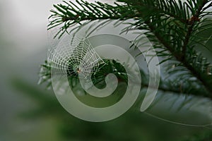 Spider in web among pine needles in early morning