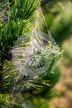 Spider web on the pine tree branch