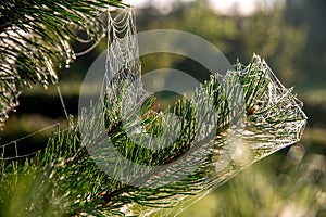 Spider web on the pine tree branch