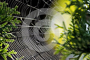 Spider web on pine tree close-up
