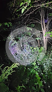 Spider web on Plants in Dark