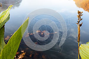 Spider web between plants at the pond