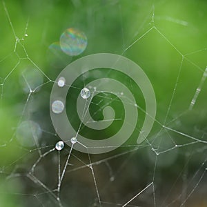 Spider web and rain drops