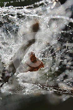 Spider Web After the Rain: A Macro Shot with Blurred Objects Resembling Stars in Space