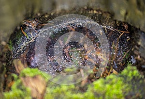 Spider web with raindrops inside a tree