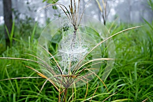 Spider web in the rainny day