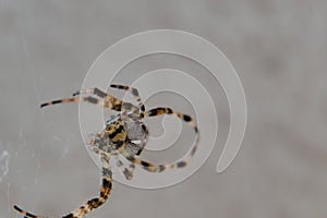 Spider ready to attack