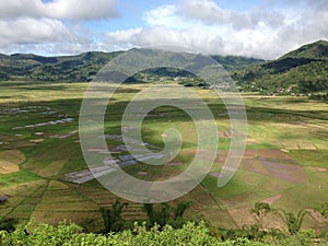 Spider Web Rice Field photo